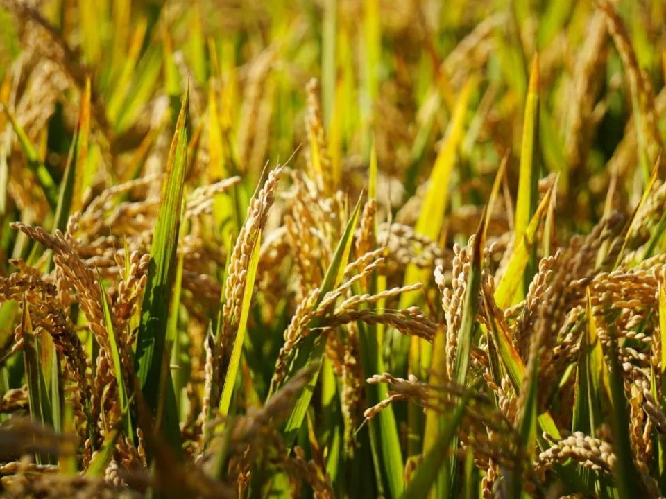 伟易博(中国区)官方网站